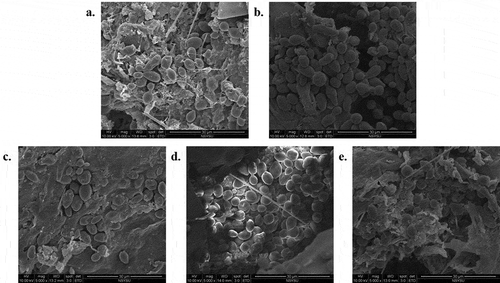 Figure 4. Effects of different concentrations of α-pinene on black queen grape pomace by scanning electron microscopy (5000× magnification). (a) Control, (b) SO2 (55 ppm), (c) 0.125% α-pinene, (d) 0.25% α-pinene, (e) 0.5% α-pinene