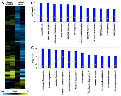 Figure 4. Microarray analysis of stress-shielded wounds. (A) Hierarchical clustering of regulated genes from wounds under stress-shielding or natural stress. Individual genes are clustering according to the dendrogram on the left, and samples correspond to columns in the heatmap on the right (n = 2 per group). Yellow and blue indicate up- and downregulation, respectively. (B) Canonical pathways significantly enriched for among genes whose expression was significantly upregulated in stress-shielded wounds compared with natural stress wounds. (C) Canonical pathways significantly enriched for among genes whose expression was significantly downregulated in stress-shielded wounds compared with natural stress wounds.