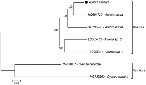 Figure 1. Molecular phylogeny of Aurelia limbata in the family Ulmaridae. Two species from the family Cyaneidae represent outgroup. The phylogeny tree reconstructed according to protein-coding genes of the mitochondrial genome with a maximum likelihood statistical method by using MEGA 7.0 software. mtREV with JTT matrix-based model used for amino acid substitution and bootstrap method replicated 1000 times for the test of phylogeny. The complete mitochondrial genomes were retrieved from the GenBank. Aurelia limbata highlighted with a black dot.