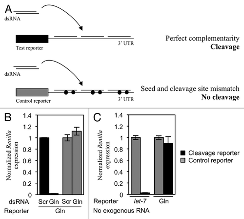 Figure 2. tRF(Gln) does not cause siRNA-like cleavage of a reporter construct. (A) Experimental design. HeLa cells were transfected with a reporter plasmid containing three perfectly complementary target sites to tRF(Gln). When an dsRNA mimic of tRF(Gln) is co-transfected, the reporter is cleaved leading to a reduction in Renilla luciferase expression. This does not happen with a control reporter containing a mismatch in the seed sequence and at the cleavage site (represented as a filled circle). (B) The cleavage reporter construct was co-transfected with either a scrambled dsRNA (Scr), or an dsRNA mimic of tRF(Gln) (Gln). (C) Cleavage reporter constructs containing sites perfectly complementary to either the miRNA let-7 or tRF(Gln) were co-transfected into cells without cotransfection of dsRNA, in order to assay the activity of endogenous molecules. Separately, control reporters for let-7 and tRF(Gln) were transfected; these control reporters contain two mismatches in their respective target sites to render them insensitive to repression (gray bars). Results shown are the mean of three independent experiments, and error bars represent standard deviations.