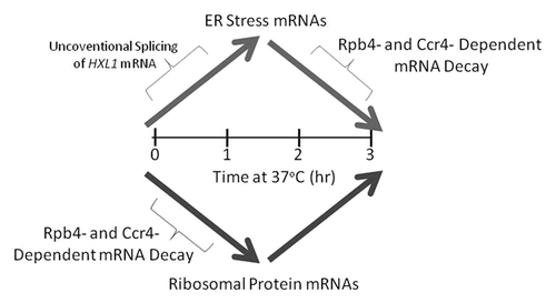 Figure 1. A model depicting the role of posttranscriptional processes in host temperature adaptation of C. neoformans. Upon a shift to 37 °C, the ER stress response is initiated by HXL1 mRNA splicing to generate the active transcription factor Hxl1, which goes on to promote transcription of ER stress genes. Concurrently, ribosomal encoding transcripts levels decrease due to Rbp4 and Ccr4 dependent mRNA decay. During the shutoff phase of the ER stress response Ccr4 and Rbp4 play a role in the degradation and decrease of ER stress transcripts.