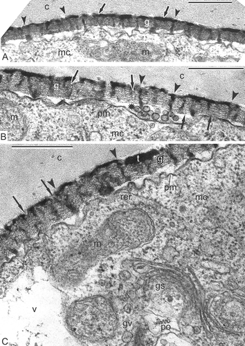 Figure 8. Late tetrad stage in Magnolia sieboldii. A. Not only columellae (arrowheads), but also the tectum (arrows) is well pronounced. B, C. Regular structure of the glycocalyx is evident: Cylindrical micelles, perpendicular to the plasma membrane, show the structure of ‘coin columns’, each ‘coin’ has a dark contrasted core and light halo (arrows); note that procolumellae are based on a single cylindrical micelle (‘coin column’, arrowheads). The tectum (t) is well developed; vesicles in the periplasmic space (B, asterisk) are sections of plasmalemmasomes. Abbreviations: see Figure 1. Scale bars – 500 nm.