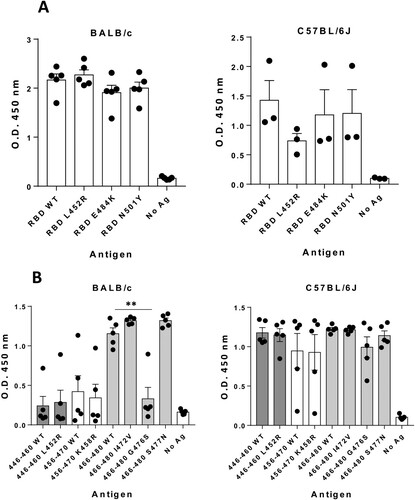Figure 5. Antibodies induced by peptide 446-480 cross-recognize antigens from SARS-CoV-2 variants of concern. Sera (n = 5/group; 1/5000 dilution) obtained from BALB/c mice (left panels) or C57BL/6J mice (right panels) at day 35 after immunization with peptide 446-480 in CpG ODN1018/Alum were tested against recombinant RBD proteins with mutations L452R, E484 K or N501Y (A) or against synthetic peptides with mutations contained within the 446-480 region (B) (**p < 0.01). Results correspond to the mean + SEM values of individual mice.