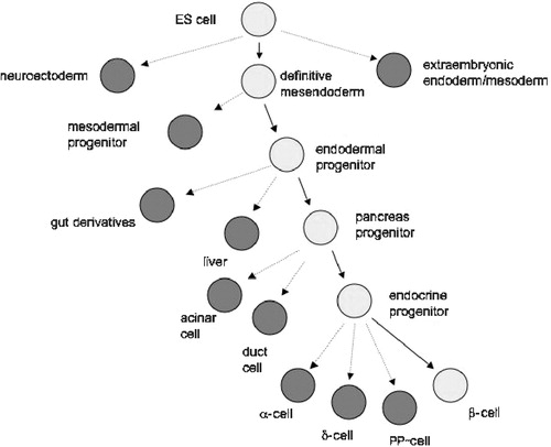 Figure 2 The challenge of generating physiologically functioning insulin‐producing cells from embryonic stem (ES) cells requires that the differentiating cell follows a pathway resembling that occurring in the developing embryo.