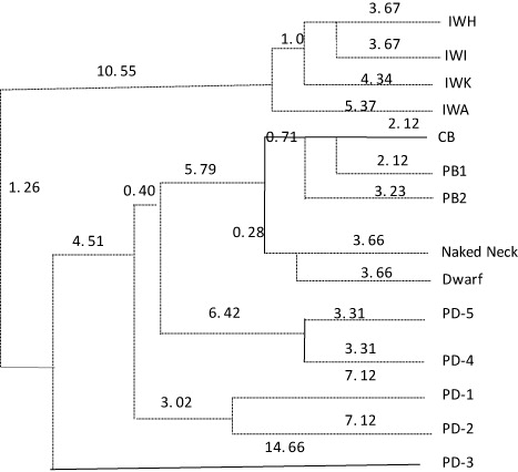 Figure 1. Dendogram prepared among different chicken populations showing distance between populations.