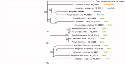 Figure 1. Phylogenetic tree based on mitogenome sequences of anophelines. GenBank IDs and anopheline’ subgenus are provided next to each species name. Numbers at nodes indicate bootstrap values out of 200 replicates. Culex quinquefasciatus was considered as an outgroup. Branch length scale bar indicates relative differences (0.03 = 3% nucleotide difference).