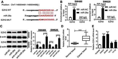 Figure 6 EZH2 was a direct target of miR-26a. (A) Nucleotide resolution of the predicted miR-26a binding sites in the 3ʹ-UTR of EXH2 mRNA: seed sequence and the mutated miR-26a binding sites. (B) RIP assay was performed to determine the potentially endogenous interaction between miR-26a and EZH2 by transfecting with miR-NC mimics or miR-26a mimics into SW480 and SW620 cells. (C) SW480 and SW620 cells were transfected with miR-NC mimics, miR-26a mimics, anti-miR-NC or anti-miR-26a, followed by the measurement of EZH2 expression. EZH2 mRNA expression was determined by qRT-PCR in CRC tissues and adjacent noncancerous tissues (D), CRC cell lines (SW480, SW620, HCT8, and HT-29) and human normal colon mucosal epithelial cell line NCM460 (E). *P<0.05 or **P<0.01 or ***P<0.001 vs corresponding control.