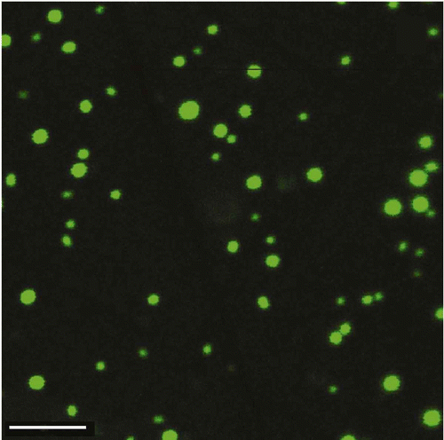 Figure 3. The ‘fluorescence images’ of particles of the DNA CLCD treated with the fluorescent intercalator – SYBR Green. The images were obtained by the confocal microscope Leica TCS SP5; bar – 4 μm; С SYBR Green = 4.9 × 10−6 М; С DNA = 50 μg ml−1; 10 min; С PEG = 170 mg ml−1; 0.3 M NaCl; 0.002 М Na-phosphate solution; pH 6.8.