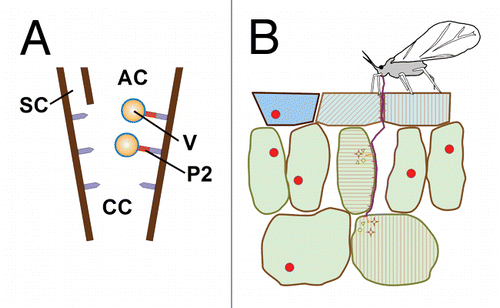 Figure 1. CaMV exploits early plant-aphid interactions for transmission. (A) The CaMV transmissible complex is composed of the virus particle (V) and the viral helper protein P2 (red) that binds to a receptor (mauve) in the common canal (CC) in the stylet tips. AC, alimentary canal; SC, salivary canal. (B) An aphid inserts its stylets into the tissue where they meander in between the cells. During the stylet movement sheath saliva is constantly secreted that polymerizes to form a sheath (magenta). Some cells are punctured by the stylets. In this case, the aphid secrets some watery saliva (yellow) into the cell and then aspires some cytoplasm. The stylets will penetrate further into the tissue until they are inserted into the sieve tubes (not shown), or if the interaction is incompatible, the stylets will be retracted and the aphid either tries to puncture elsewhere on the same plant or it takes off for another plant. Aphid elicitors and/or effectors can be sheath or watery saliva components that are recognized by plant pattern recognition receptors and result in a recognition reaction (light magenta). CaMV forms in infected plant cells transmission bodies (TB, red circles) that contain basically the viral helper protein P2. The mechanical and/or chemical stress provoked by the aphid stylet activity triggers an early plant response (membrane depolarization, calcium and other ion fluxes, elicitor-plant pattern recognition receptor interactions). This early response is “sensed” by the TB, which disintegrates instantly and redistributes its P2 contents onto microtubules (red hatches in touched and penetrated cells). This P2 morph is acquirable by the aphid and allows for efficient transmission. After departure of the vector, the TBs reform (not shown). The TB reaction is detected easily by immunofluorescence microscopy and might be used to screen for aphid elicitors and effectors.