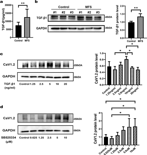 Figure 5. The expression of Cav1.2 is inhibited by excessive TGF-β1 in MFS-HASMCs. (a) Levels of TGF-β1 measured by ELISA in the serum of control donors and MFS patients. (b) Western blot and quantitative analysis of TGF-β1 protein levels in the ascending aorta of control donors and MFS patients. (c) Western blot and quantitative analysis of Cav1.2 in control cultures after treated with DMSO or TGF-β1 at 1.25, 2.5, 5, 10 or 20 ng/ml for 72 h. (d) Western blot and quantitative analysis of Cav1.2 in control cultures after treated with DMSO or SB525334 at 0.625, 1.25, 2.5, 5 or 10 μM for 72 h. Data are expressed as the mean ± SD. *p < 0.05, **p < 0.01. Source data are provided as a Source Data file.