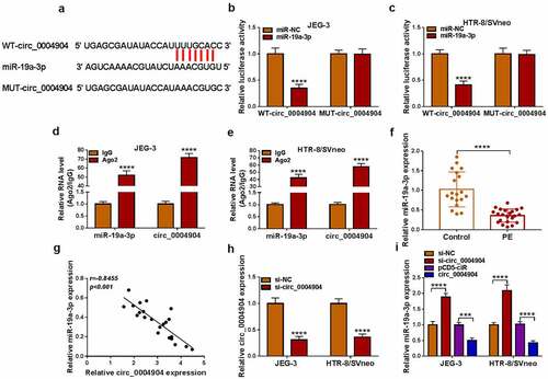 Figure 3. Circ_0004904 sponged miR-19a-3p in trophoblast cells. (a) the binding sites between circ_0004904 and miR-19a-3p in starbase. (b-e) the binding analysis between miR-19a-3p and circ_0004904 was implemented via dual-luciferase reporter assay (b-c) and RIP assay (d-e). (f) the miR-19a-3p expression detection was conducted via RT-qPCR in PE and normal samples. (g) the relationship between circ_0004904 and miR-19a-3p was analyzed via Pearson’s correlation coefficient. (h) the knockdown efficiency of si-GADD45A was measured via RT-qPCR. (i) the miR-19a-3p quantification was performed by RT-qPCR in si-NC, si-circ_0004904, pCD5-ciR, circ_0004904 groups. Experiments were repeated for three times with three parallels. ***P <0.001, ****P <0.0001.