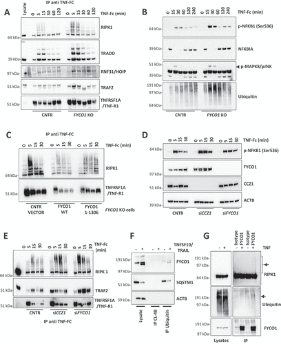 Figure 7. FYCO1 regulates TNF receptor complex turnover. (A) the TNFRSF1A/TNF-R complex was isolated from control and FYCO1 KO HeLa cells treated with TNF-Fc containing supernatant for different time points. Shown is the WB analysis for the proteins indicated. (B) WB analyses of the full cell lysates prepared as in (A). (C) WB analyses of the TNFRSF1A/TNF-R complexes obtained from FYCO1 KO HeLa cells transfected with empty vector, FYCO1 WT or its truncated (1–1306) mutant, treated with TNF-Fc containing supernatant for 5-15-30 min. (D) WB for p-NFKB1 levels in HeLa cells transfected with siRNAs against CCZ1 or FYCO1 (40 nM, 72 h). (E) Cells were treated as in (D) and then subjected to immunoprecipitation of the TNFRSF1A/TNF-R complex. Shown is an immunoblot for the proteins indicated. (F) Lysates of untreated and TNFSF10/TRAIL-treated cells (500 ng/ml, 4 h) were immunoprecipitated with ubiquitin-immobilized agarose and with control CL-4B Sepharose. Specific binding of FYCO1 and SQSTM1/p62 was visualized by WB. (G) WB analyses of anti-FYCO1 co-IPs in lysates of cells untreated or treated with TNF-Fc containing supernatant for 5 min.