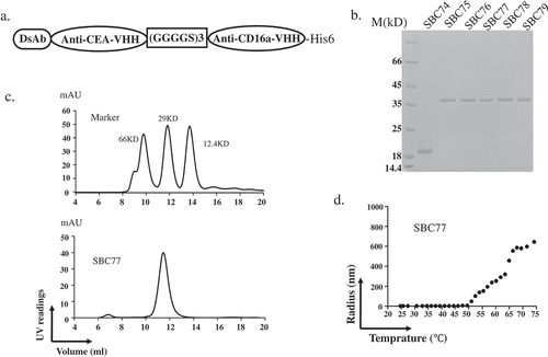 Figure 2. Biochemical characterization of anti CEA-CD16a VHHs. (a) The anti CEA-CD16a VHH SBC74-79 were constructed by fusing an anti-CEA and anti-CD16a single domain antibodies with a (GGGGS)3 linker. A His-tag was added to the C-terminal end to protein detection and purification. (b) Coomassie blue staining of purified proteins (SBC74, SBC75, SBC76, SBC77, SBC78, SBC79) after Ni-NTA affinity chromatography. (c) Gel filtration of protein marker (top panel) and SBC77 (bottom panel). (d) DLS experiment was performed as described in the Materials and Methods using 0.5 mg/ml of purified protein from 25°C–75°C.
