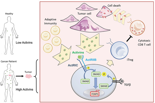 Figure 8. Graphical abstract describes the ability of activins to promote FOXP3 induction through ActRIC in cancer. Created with BioRender.com.