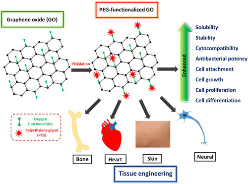 Figure 1 Schematic representation of the enhanced properties and subsequent tissue engineering applications of PEG-functionalized GO.