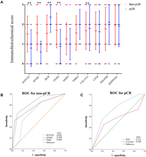 Figure 4 Association between the immunostaining expression of the ten hub genes of pCR. (A) The immunostaining expression of the ten hub genes between pCR and non-pCR groups. (B) ROC analysis of the immunostaining expression of NOTCH3, SPARC, and ITGB1 for predicting non-pCR of the training set. (C) ROC analysis of the immunostaining expression of DCN and COL15A1 for predicting pCR of the training set.Abbreviations: ROC, receiver operating characteristic; pCR, pathological complete response.