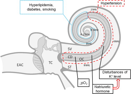 Figure 2. Pathophysiological mechanisms of hypertensive high-tone sensorineural hearing loss. Black dashed line: part of the cochlea affected in arterial hypertension; black dotted line: part of the cochlea additionally affected in the presence of other comorbidities (hyperlipidemia, diabetes) or addictions (smoking). EAC, external auditory canal; TC, tympanic cavity; SV, scala vestibuli; ST, scala tympani; CD, cochlear duct; OC, organ of Corti; K+, potassium ion concentration; pO2, partial pressure of oxygen.