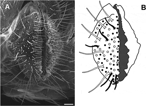 Figure 1. A, scanning electron micrograph of the proboscis labella in Ceratitis capitata showing the chemosensilla on the aboral surfaces. B, schematic diagram of a labellum showing the localization of Long, Intermediate and Short type sensilla. The sensilla outlined in white (Long) and black (Intermediate a) are those used for electrophysiological experiments. Other types of sensilla (Intermediate b and Small) are indicated by solid circles and empty circles, respectively. Scale bar: 66 μm.