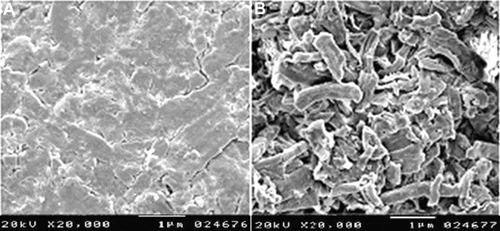 Figure 7 Scanning electron microscopy of optimized tablet (A) before and (B) after in vitro dissolution.