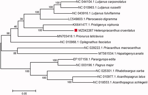 Figure 1. Maximum likelihood phylogenetic tree based on 15 complete mitochondrial genomes.