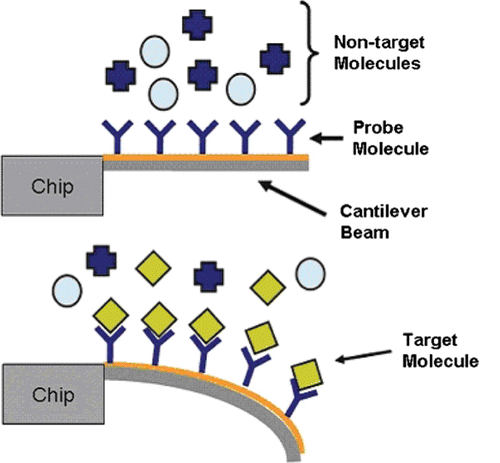 Figure 6. Schematic diagram of how cantilever-based biosensors work: (a) before and (b) after interaction between target molecule and probe. (Picture courtesy of www.nmji.in).