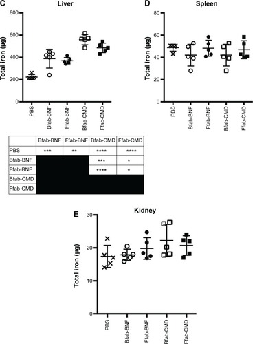 Figure 6 In vivo biodistribution of IONPs following IP administration. Figure 7 Histology of excised tumors from ovarian cancer model.Notes: Representative images where the tumor and peritoneal membrane are indicated. HE of tumor sections from animals treated with (A) PBS, (B) Bfab-BNF, or (C) Ffab-BNF. (D, E, F) Prussian blue staining of the same slides, respectively, to identify IONPs.Abbreviations: HE, hematoxylin eosin; PBS, phosphate-buffered saline; fab, an engineered monoclonal antibody fragment; Ffab, Farletuzufab, engineered from monoclonal antibody Farletuzumab; Bfab, Botulifab anti-botulinum toxin fab fragment; IONPs, iron oxide nanoparticles; BNF, bionized nanoferrite.Display full sizeNotes: Total iron content of various tissue compartments is shown: (A) tumor; (B) fat; (C) liver; (D) spleen; and (E) kidney. Data obtained by ICP-MS from five mice per group approximately 18 hours post-injection. Statistical significance was analyzed by one-way ANOVA with a Tukey multiple comparison post-test, and the results of individual comparisons are provided in the tables below each graph. ****P<0.0001; ***P<0.001; **P<0.01; *P<0.05.Abbreviations: PBS, phosphate-buffered saline; fab, an engineered monoclonal antibody fragment; Ffab, Farletuzufab, engineered from monoclonal antibody Farletuzumab; Bfab, Botulifab anti-botulinum toxin fab fragment; CMD, carboxymethyl-dextran; rFOLRα, recombinant folate receptor alpha; BNF, bionized nanoferrite; IONPs, iron oxide nanoparticles; IP, intraperitoneal; ICP-MS, inductively coupled plasma mass spectrometry; ANOVA, analysis of variance.