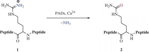 Scheme 1. Conversion of peptidyl-arginine 1 into peptidyl-citrulline 2 catalyzed by PADsCitation1.