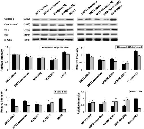 Figure 6. MYR-NL-induced cell apoptosis is associated with mitochondrial and Bcl-2 family proteins. The levels of anti-apoptotic Bcl-2 protein, cytochrome C and the caspase-3 were down-regulated by MYR-NLs or MYR. In contrast, the pro-apoptotic Bax protein was up-regulated. The effect of MYR-NLs was significantly higher than MYR alone. *p < .05, **p < .01, ***p < .001 compared with the controls.