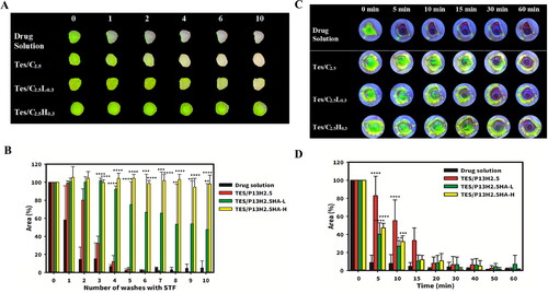 Figure 8. Ex vivo and in vivo retention studies of P407 formulations. (A) The fluorescence images and (B) the quantified fluorescence area of Retention of P407 formulations on cornea after a number of consecutive washes (200 mL/wash) using simulated tear fluid (STF). (** represents a significant difference at p < .01, *** represents a significant difference at p < .005, **** represents a significant difference at p < .001 compared to the area of residence formulation of TES/P13H2.5.) (C) The fluorescence images and (D) the quantified fluorescence area of retention of P407 formulations on the ocualr surface of living rabbits with in 60 minutes. (*** represents a significant difference at p < .01, *** represents a significant difference at p < .005, **** represents a significant difference at p < .001 compared to the area of residence formulation of drug solution.).