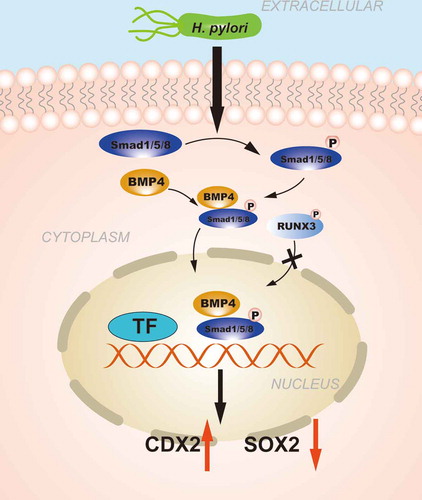 Figure 2. The regulation of CDXs in GIM induced by Transforming growth factor-beta (TGF-β) signaling pathway. H. pylori infection promotes the phosphorylation of SMAD1/5/8 and forms a complex with SMAD4, the complex is further transferred from the cytoplasm to the nucleus to regulate the transcription of CDX2. RUNX3 is also involved in the regulation of CDXs, abnormal cytoplasmic localization of RUNX3 caused by phosphorylation prevents it from exerting biological effects.