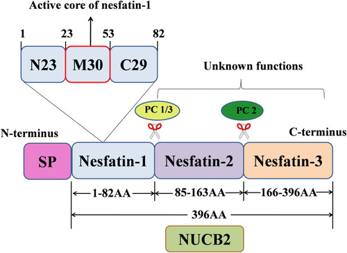 Figure 1 Schematic representation of the production of nesfatin-1 from its precursor NUCB2.