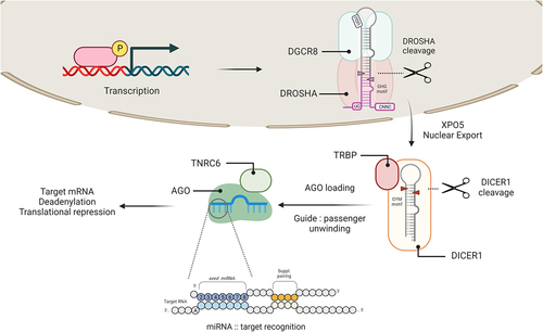 Figure 1. Summary of the canonical miRNA biogenesis pathway.