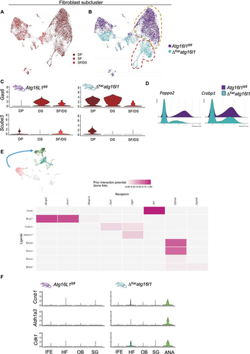 Figure 4. Keratinocyte autophagy dampens Gas6 expression levels in the telogen DP. (A) Annotated UMAP clustering of scRNAseq data of fibroblasts isolated from 10-weeks-old Atg16l1fl/fl and ΔKeratg16l1 mice (DP: dermal papilla, DS: dermal sheet, SF: stromal fraction). (B) Distribution of Atg16l1fl/fl and ΔKeratg16l1 fibroblasts within the clusters with indication of a unique DP population present in ΔKeratg16l1 skin (dashed red line; dashed yellow line indicates the DP population in control skin). (C) Violin plots indicating the expression levels of the known HF growth factors Gas6 and Scube3 produced in different subsets of fibroblasts as determined by scRNAseq. (D) Ridgeline plot showing expression levels of Pappa2 and Crabp1 in fibroblasts of Atg16l1fl/fl and ΔKeratg16l1 mice. (E) Schematic representation of NicheNet analysis identifying ligands secreted by DP fibroblasts that bind on receptors expressed by keratinocytes, mediating gene expression changes. (F) Violin plots showing expression levels of the known GAS6-AXL target genes Aldh1a3, Ccnb1 and Cdk1 in different subsets of Atg16l1fl/fl and ΔKeratg16l1 keratinocytes as determined by scRNAseq.