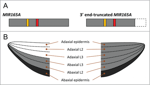 Figure 1. (A) Primary transcripts of MIR165A and 3' end-truncated MIR165A. Red and orange boxes indicates miR165 and miR165a*, respectively. Gray boxes represent pri-miR165a. A dashed-line box indicate the lack of the 3'-region in 3' end-truncated MIR165A. (B) Schematic model of the activity patterns of miR165 arisen from the MIR165A (left) and 3' end-truncated MIR165A (right) in leaf primordia. Black color indicates the MIR165A-expressing and miR165-active cell layer, and gray color represents miR165-active cell layers.