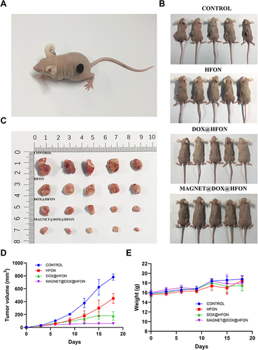 Figure 6 Evaluation of treatment effect in tumor-bearing mice in vivo: (A) Magnetic targeting model of tumor-bearing mice; (B) Pictures of the mice at the end of treatment; (C) Anatomical image of tumors in different groups of mice after 21 days of treatment; (D) Tumor volume curve of tumors during treatment; (E) Treatment process changes in body weight of mice.