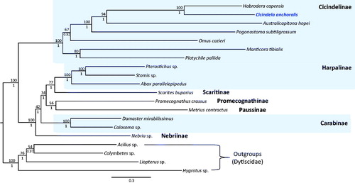 Figure 1. Bayesian inference (BI) method-based phylogenetic tree constructed for the family Carabidae using the concatenated sequences of 13 PCGs and two rRNA genes. The numbers at each node indicate the bootstrap support using the maximum likelihood (ML) method (above nodes) and the Bayesian posterior probabilities (BPP; below nodes), using the BI method. The scale bar indicates the number of substitutions per site. Four species belonging to the family Dytiscidae were used as outgroups. GenBank accession numbers are as follows: Habrodera capensis, JX412824 (Timmermans et al. Citation2015); Australicapitona hopei, MF497816 (López-López and Vogler Citation2017); Pogonostoma subtiligrossum, MF497820 (López-López and Vogler Citation2017); Omus cazieri, MF497813 (López-López and Vogler Citation2017); Manticora tibialis, MF497821 (López-López and Vogler Citation2017); Platychile pallida, MF497814 (López-López and Vogler Citation2017); Pterostichus sp., KT876909 (Linard et al. Citation2016); Stomis sp., KT876914 (Linard et al. Citation2016); Abax parallelepipedus, KT876877 (Linard et al. Citation2016); Scarites buparius, MF497821 (López-López and Vogler Citation2017); Promecognathus crassus, JX313665 (Timmermans et al. Citation2015); Metrius contractus, MF497817 (López-López and Vogler Citation2017); Damaster mirabilissimus, GQ344500 (Wan et al. Citation2012); Calosoma sp., GU176340 (Song et al. Citation2010); Nebria sp., KT876906 (Linard et al. Citation2016); Acilius sp., KT876878 (Linard et al. Citation2016); Colymbetes sp., KT876885 (Linard et al. Citation2016); Liopterus sp., KT876902 (Linard et al. Citation2016) and Hygrotus sp., KM244659 (Timmermans et al. Citation2015).