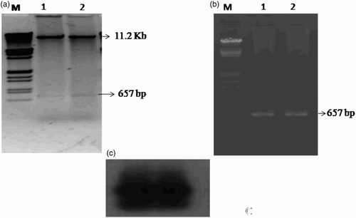 Figure 2. Confirmation of construct pBI CMV-CP. (a) Restriction digestion of recombinant vector plasmid by XbaI and Sac I, showing plasmid pBI 121 and CMV-CP gene, Lane M, λ DNA Eco RI–Hind III marker. (b) PCR of recombinant vector plasmid with CMV-CP specific primer. (c) Southern hybridization of same PCR gel probed with α-P32 labeled cloned CP gene of CMV.