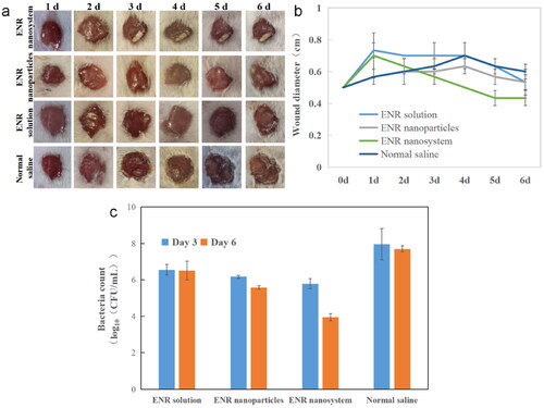 Figure 5. Therapy effects of different enrofloxacin formulations. (a) Representative recovery photographs of enrofloxacin solution, enrofloxacin polymeric nanoparticles, and enrofloxacin-composite nanosystems, and saline treatment over time. (b) Wound recovery diameter over time in enrofloxacin solution, enrofloxacin polymer nanoparticles and enrofloxacin composite nanosystem and saline treatment over time. (c) Bacterial counts at the wound site after 3 and 6 days treatment with enrofloxacin solution, enrofloxacin polymeric nanoparticles, enrofloxacin-composite nanogel and saline. In the figure, (a) and (c) are selected from three independent samples. Error bars represent standard deviation determined from three independent measurements.