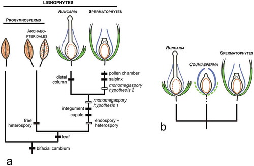 Figure 2. (a): Origin of the seed habit; hypothetical acquisition of characters indicated in white. (b): Hypothetical relationships between Runcaria, Coumiasperma and the spermatophytes; unknown characters in dotted lines.