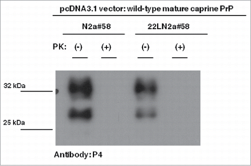 FIGURE 3. Goat specific Proteinase K-resistant moieties produced in the 22LN2a#58 cells are different from PrPSC molecules of naturally occurring goat scrapie cases. Western blot analysis on cell lysates from scrapie-infected (22LN2a#58) or non-scrapie infected (N2a#58) cells expressing murine-caprine chimeric PrP molecules harboring the wild type mature caprine PrP sequence. The same samples as in Figure 2 were subjected to SDS-PAGE, electrotransferred onto a PVDF membrane and probed with the P4 antibody (1/250 dilution), which recognizes a PrP region close to the PK cleavage site. Pertinent Molecular Weight Markers are indicated on the left. Absence of a P4 immunopositive band at ∼25 kDa in PK-treated lysates from both scrapie-infected and scrapie-free cells, indicates that the goat specific Proteinase K-resistant moieties produced in the scrapie-infected cells (Fig. 2) are different from the PrPSC molecules detected in natural scrapie cases.Citation29