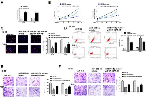 Figure 7 Overexpression of INPP4B reversed miR-503-5p mimics induced protective role in AMI progression in vitro. (A) HL-60 and THP-1 cells were transfected pcDNA-INPP4B (overexpression of INPP4B) or negative control pcDNA-NC, and the expression of INPP4B was detected by qRT-PCR. (B–F) HL-60 and THP-1 cells were transfected with miR-503-5p mimics, miR-NC, or co-transfected with miR-503-5p mimics and pcDNA-INPP4B. (B and C) Cell proliferation was measured by CCK-8 assay (B) and EdU staining assay (C). (D) Cell apoptosis was detected by flow cytometry. (E and F) Cell migration (E) and invasion (F) were evaluated by transwell assay. Each experiment was repeated three times. **P < 0.01 vs miR-NC group; #P < 0.05, ##P < 0.01 vs miR-503-5p mimics group.
