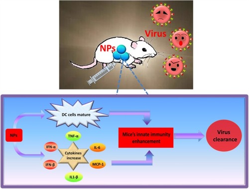 Figure 6 Overview of findings. Positively-charged ZrO2 of 200 nm size and 100 mg/kg dose conferred protection against H5N1 infection in mice. The mechanisms are related to ZrO2-mediated enhancement of innate immunity in the early stage of H5N1 infection. The appropriate nanoparticle treatment could reduce viral load and suppress the inflammatory cytokine storm in the lungs of H5N1-infected mice, thus preventing lung injury and improving the survival rate of the infected mice.