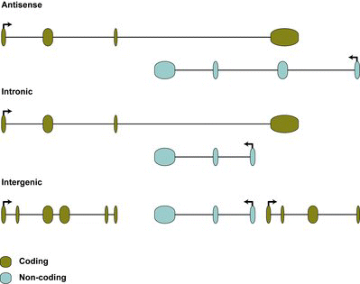 Figure 1. Classification of lncRNAs. Antisense lncRNAs are transcribed in the opposite orientation to a coding gene, and overlap with one or several exons. Intronic lncRNAs are located within an intron of a coding gene. Intergenic lncRNAs do not overlap with any coding gene and thus are located between coding genes.