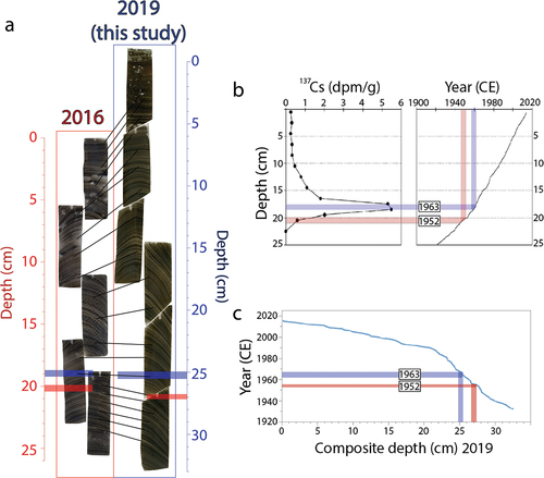 Figure 4. (a) Thin sections from a core collected in 2016 at mooring C (Williams Citation2017) compared to the gravity core from this study. (b) 137Cs from core collected in 2016 (Williams Citation2017). (c) Varve chronology from the uppermost 33 cm with the corresponding section where the 1963 (blue) 137Cs peak was detected in the core from 2016 as well as the 1952 onset of nuclear testing (red).