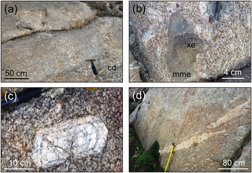 Figure 6. Magmatic structures: (a) detail of cumulitic domains (cd) within the Tumbarino Unit (CPa); (b) close-up of magmatic mafic enclave (mme) cut by a metamorphic xenolith (xe), Tumbarino Unit (CPa); (c) detail of a large idiomorphic K-feldspar with several overgrowths, Castellaccio Unit (CPb); (d) late-magmatic acid dyke (CPe) parallel to the main magmatic foliation defined by K-feldspar phenocrysts in Castellaccio Unit (CPb).
