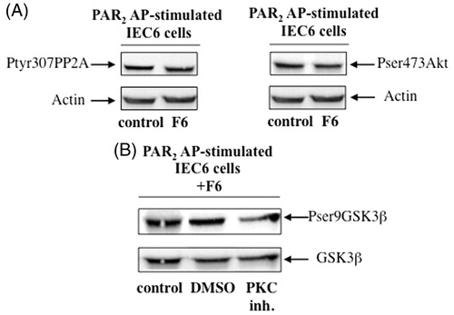 Figure 2. The flavonoid-dependent modulation of GSK3β is regulated by PKC. Serum-starved IEC6 cells were stimulated with PAR2 AP (100 μM) for 1 h and then incubated for 1 h with the flavonoid-enriched fraction F6 from D. harra flowers (100 μg/mL) or ethanol/water (10%) as control. In A, Ptyr307PP2A (inhibited form) and Pser473Akt (activated form) were analyzed by Western blot. Actin is shown as loading control. Representative of two independent experiments. In B, PAR2 AP-stimulated IEC6 cells were treated with 0.2 μM PKC inhibitor Gö6776 or DMSO (solvent) for 15 min before F6 addition. Pser9 GSK3β and total GSK3β were analyzed by Western blot. Representative of two independent experiments.