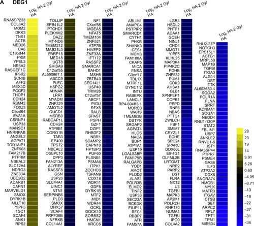 Figure 2 Differentially expressed mRNAs between radiation-treated and nontreated HA (A) and U251 (B) cells. (C) Genes regulated by radiation in both HA and U251 cells. Genes oppositely regulated by radiation are highlighted.