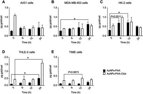 Figure 3 Interaction of AuNPs-PAA(±Ctxb) with A431 cells (A), MDA-MB-453 cells (B), HK-2 cells (C), THLE-2 cells (D) and TIME cells (E) quantified with ICP-MS. The cells were exposed to 5.0 µg Au/mL of AuNPs-PAA(±Ctxb) for 3 h, 6 h, 12 h or 24 h. Results are expressed as mean pg gold per cell ± SD calculated from 3 replicates per condition obtained from one experiment. A significant difference compared to 3 h of exposure was calculated by a Kruskal-Wallis test and a Dunn’s post-hoc test (*p<0.05).Abbreviations: A431, human epidermoid cancer cells; Ctxb, Cetuximab; Au, gold; AuNPs-PAA, polyallylamine-coated gold nanoparticles; HK-2, human kidney cells; ICP-MS, inductively coupled plasma mass spectrometry; MDA-MB-453, human breast cancer cells; SD, standard deviation; THLE-2, human liver cells; TIME, human telomerase immortalized microvascular endothelial cells.