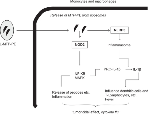 Figure 1 Possible mechanisms of action of L-MTP-PE (for details, see text).