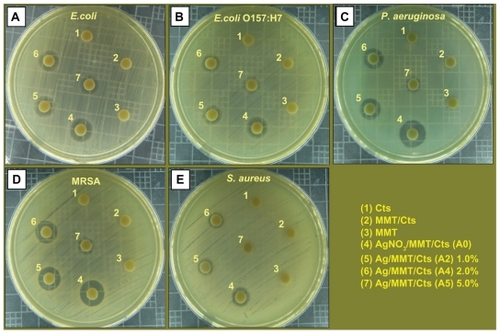 Figure 11 Comparison of the inhibition zone test between Gram-negative and Gram-positive bacteria, ie, Escherichia coli (A), E. coli O157:H7 (B), Pseudomonas aeruginosa (C), Staphylococcus aureus (D), and methicillin-resistant S. aureus (E).Abbreviations: Cts, chitosan; MMT, montmorillonite.